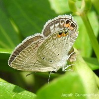 Euchrysops cnejus Fabricius, 1798